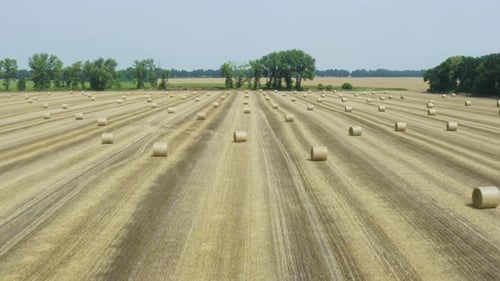 Aerial drone 4K footage of a large wheaten field with cylindrical haystacks in summer day