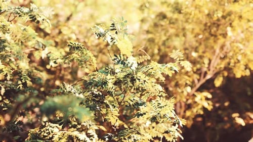 Sunshine in a Tropical Forest