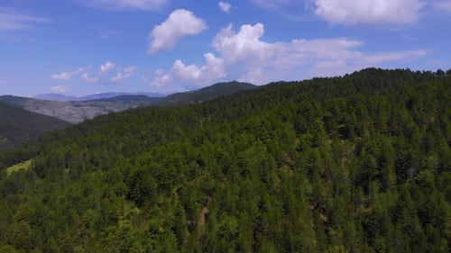 Big green dense pine trees forest in countryside with green vegetation and mountains, aerial view