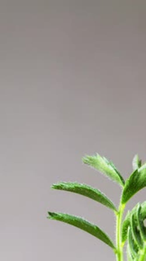 Vertical Growing Plant Chickpeas