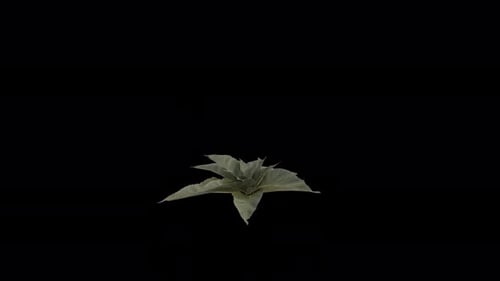 Denseflower Mullein blowing in the wind. Animated Flowering Plant. Alpha Channel. Loop Animation