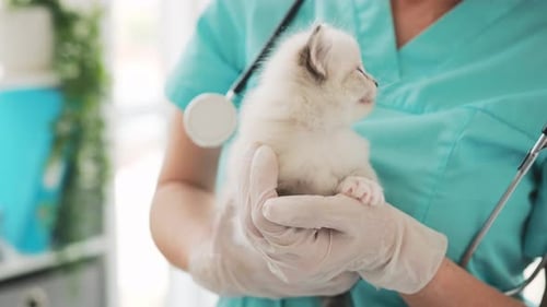 Tiny Kitten Held by a Veterinarian in Clinic