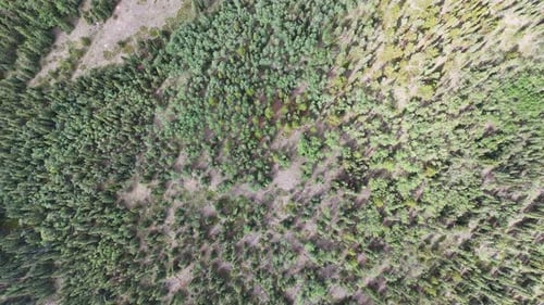 Dynamic aerial view of a dense forest canopy teeming with vibrant green trees and scattered open