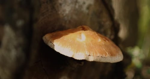 Wild forest mushroom growing out of a log during the autumn season. Shot in 4k slow motion.