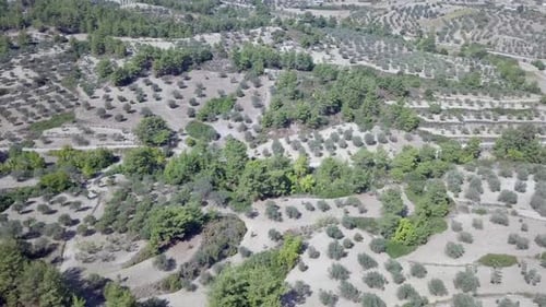 Aerial footage of Mediterranean forest landscape with Olive trees plantations.