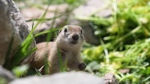 Alert Gopher Posing by Rocks and Plants
