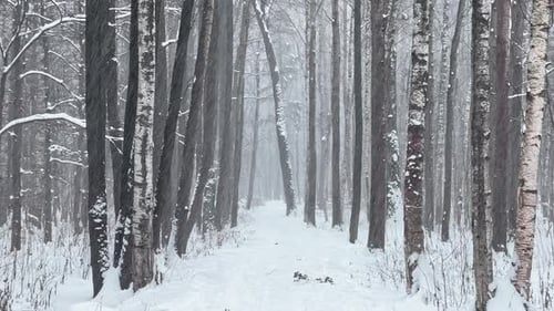 A Snowstorm in a Winter Public Park It is Snowing Heavily Snowflakes are Slowly Falling Tree