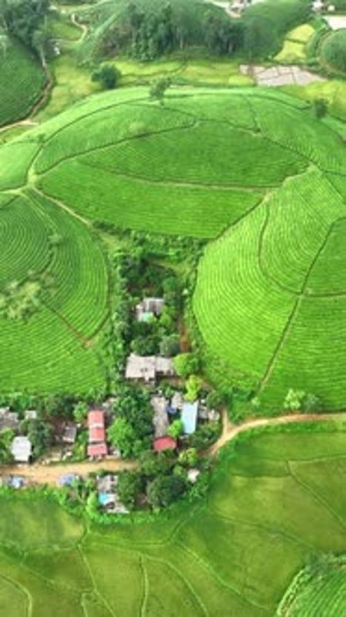 Vertical View Of Mountain Hills And Tea Fields, Vietnam