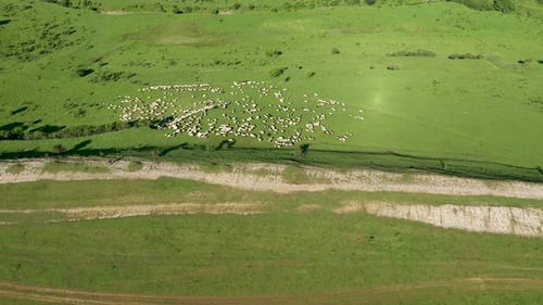 Aerial View of Grazing Flock of Sheep, Livestock in a Green Meadow, Pasture