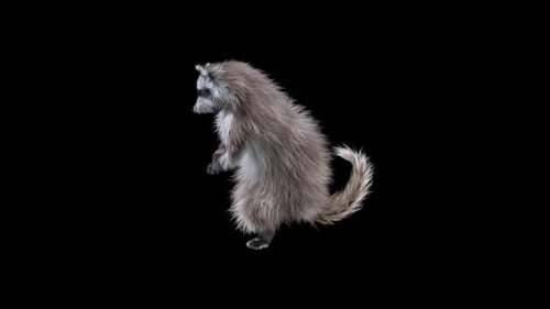 Realistic 3D Animated Raccoon Dancing Loop