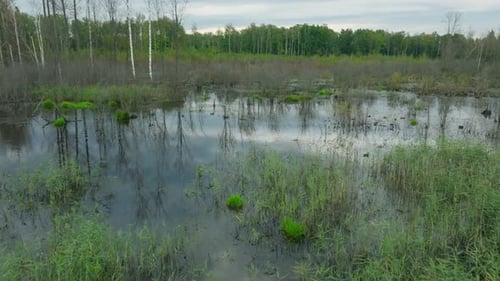 Swamp Beautiful River Tropical Jungle Aerial Green Forest Travel Water