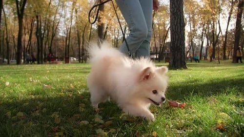 Small Dog Walks on Leash Through Sunny Autumn Park