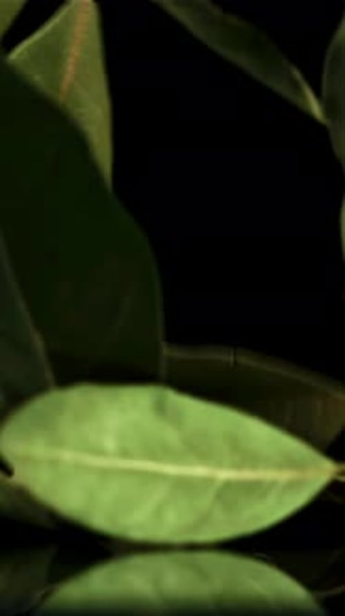 Falling Bay Leaf on the Table Filmed is Slow Motion 1000 Fps