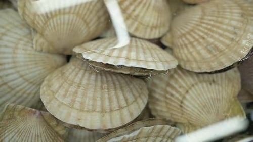 Fresh Scallop Shells Stacked In Water, Closeup Of Pale Ridged Shells With Radial Symmetry And Wet