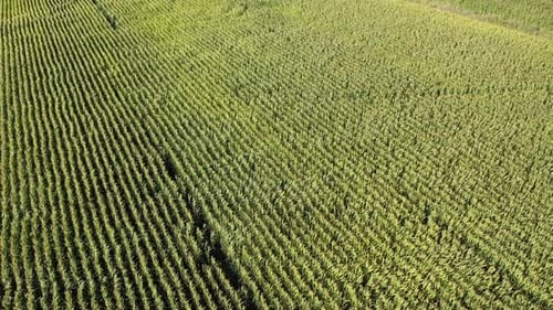 Aerial View Of Cornfield
