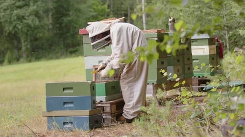 Beekeeper wearing protective white bee suit inspects hive frame of honeybees