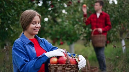 Mujer agricultora mirando entre las manzanas rojas recién recogidas en el jardín.