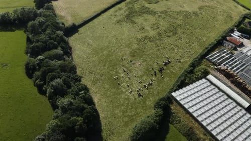 Cattle Herd Grazing In The Pasture Under The Sun In Calstock, Cornwall, UK. - aerial