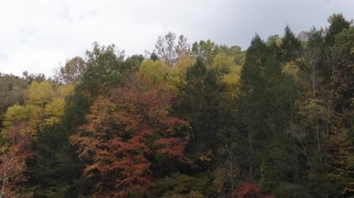 Hand-held shot of vibrant autumnal trees alongside the river gorge