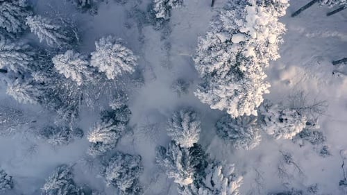 Beautiful snow scene forest in winter. Flying over of pine trees covered with snow.