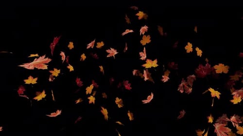 Natural Autumn Maple Leaves Falling Overlay Animation