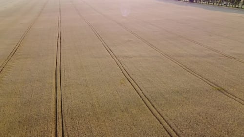 Wheat Field