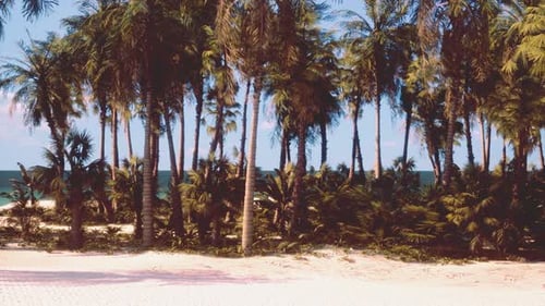 Ein tropisches Strandparadies mit Palmen und kristallklarem Meerwasser