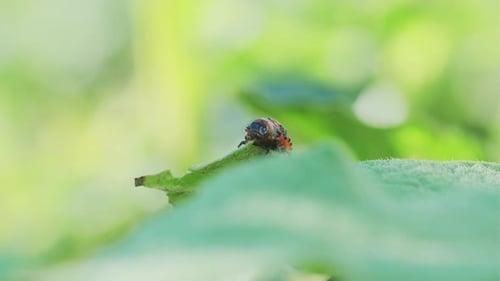 Colorado Potato Beetle Larva on Green Leaf in Sunlight