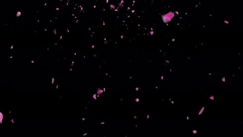 Louts Pink Petals Falling Down on Black Background