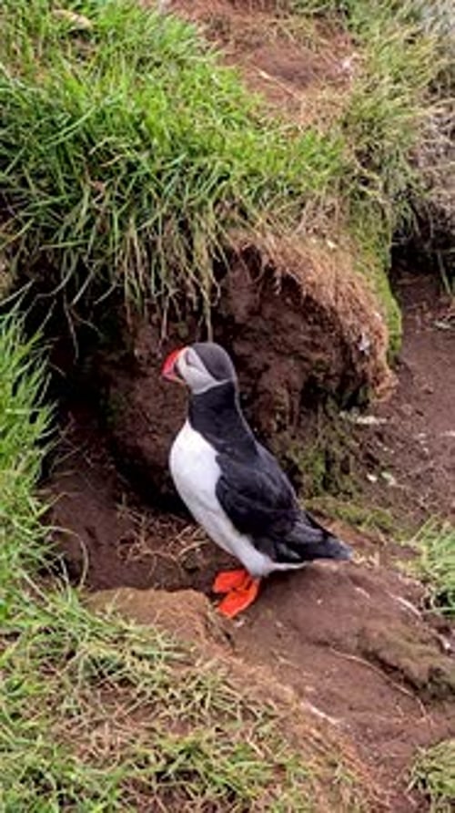 Macareux coloré debout près de la côte rocheuse de l'Islande pendant une belle journée d'été