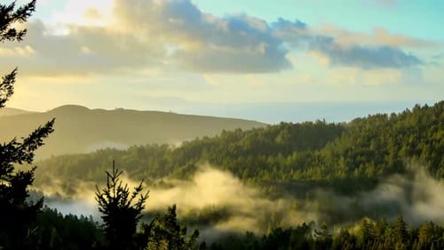 San Francisco Bay And Forest