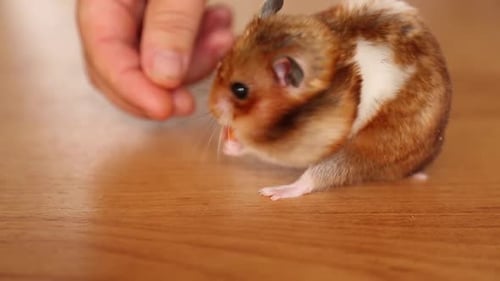 The Human Hand Feeds the Hamster with Pieces of Carrot