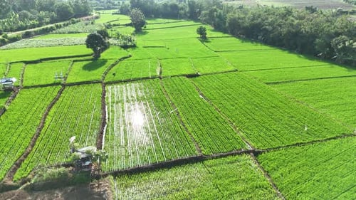 Aerial view of green rice field landscape