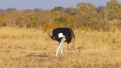 Straußenpaar ernährt sich vom Boden, Afrika
