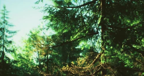 Lush Green Forest with Sun Drenched Foliage in a Serene Natural Landscape