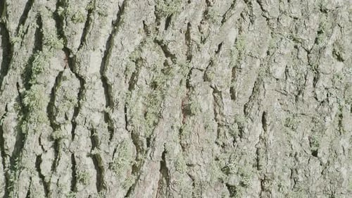 Vista panorámica vertical de cerca de la textura de la corteza del tronco del roble