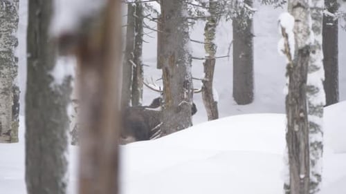 Großer Elch flieht schnell durch verschneiten Boden und kalten Wald - Weites Zeitlupen-Tracking sh