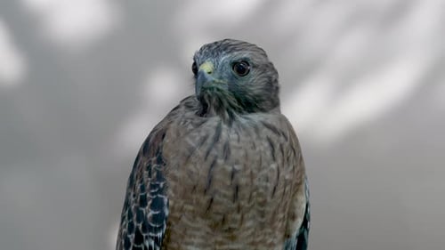 Fierce falcon searches for prey against neutral background