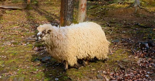 Woolly Sheep Grazing in a Forest Clearing on a Sunny Day
