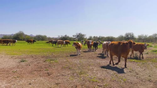 Cow herd walking through dry dusty way to a farm