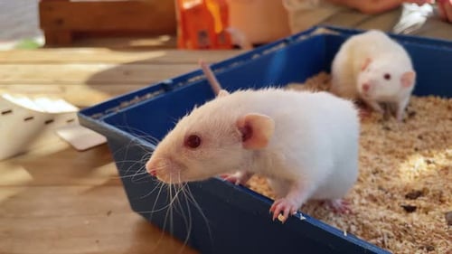 Two White Rats in Blue Bin on Wooden Table