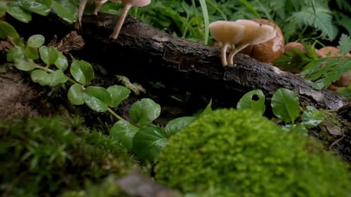 Forest Scene Family of Mushrooms Grew After Rain on Moss and Fallen Tree Macro