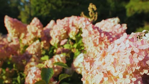 Beautiful Pink Flowers in the Park