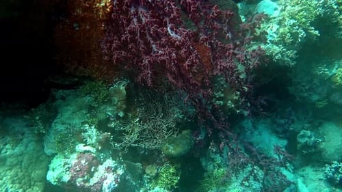 Gorgonian grows on a coral reef.