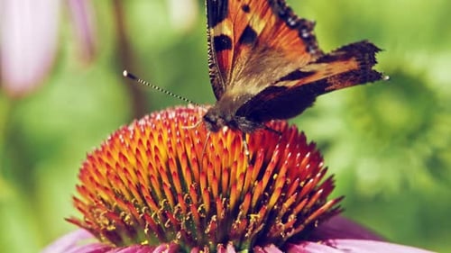 Extreme close up macro shot of orange Small tortoiseshell butterfly sitting on purple coneflower and