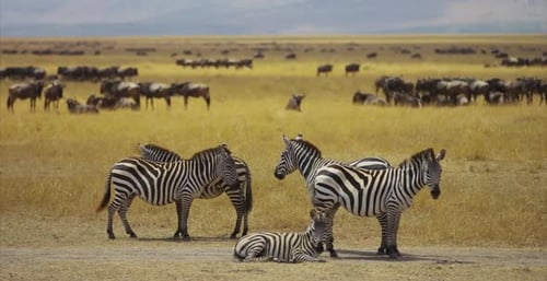 Zebras and Wildebeest Gathered on African Savannah During Great Migration