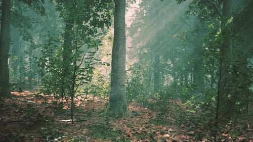 Schöner Morgen im Wald