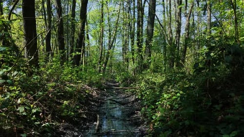Toxic Waste Dumped Into Forest Stream Chemical Pollution Spreading Through Natural Environment
