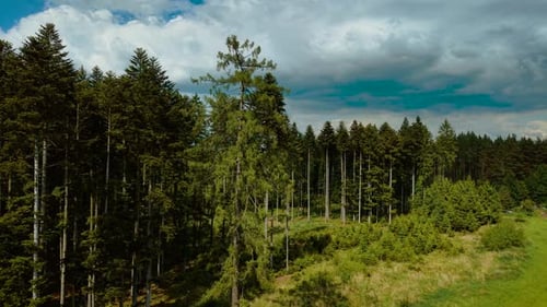 Single Pine Tree Rising Above Lush Forest in Sunny Clearing Lone Conifer Towering Beside Dense Woods