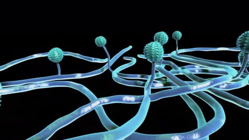 Microscopic view of dangerous blue mold fungus structures
